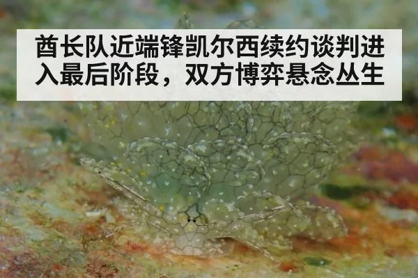 酋长队近端锋凯尔西续约谈判进入最后阶段，双方博弈悬念丛生